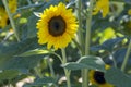 Yellow Petalled Helianthus Sunflowers Flowers