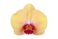 Blooming Yellow Phalaenopsis Orchid Flower Isolated on White Background with Clipping Path Royalty Free Stock Photo