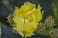 Blooming yellow prickly pear cactus flower, Sofia Royalty Free Stock Photo