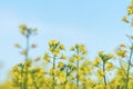 Blooming yellow rapeseed field with blue cloudless sky Royalty Free Stock Photo