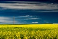 Blooming yellow rapeseed field under a deep blue sky Royalty Free Stock Photo