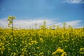 Blooming yellow rapeseed field under blue sky in Collingwood, On Royalty Free Stock Photo