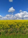 Blooming yellow rapeseed field under a bright blue sky with light white clouds Royalty Free Stock Photo