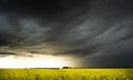 A yellow rapeseed field under a dramatic sky in Alberta Canada. Royalty Free Stock Photo