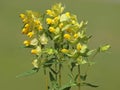 Blooming yellow rattle plant, Rhinanthus angustifolius