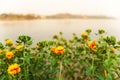 Blooming yellow red flower field on riverbank Royalty Free Stock Photo