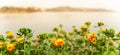 Blooming yellow red flower field on riverbank Royalty Free Stock Photo