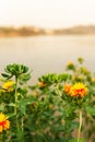 Blooming yellow red flower field on riverbank Royalty Free Stock Photo