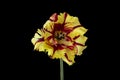 Blooming yellow and red parrot tulip blossom, isolated on black background Royalty Free Stock Photo