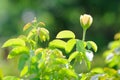 A Blooming Yellow Rose Backlighted