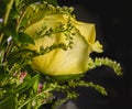 Blooming Yellow Rose on Black Background Royalty Free Stock Photo