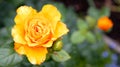 Blooming yellow rose flower next to an unopened bud in a summer garden on a background of blurred grass and flowers Royalty Free Stock Photo