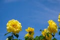 Blooming yellow rose garden with green leaves on light blue sky background on sunshine day, selective focus, Istanbul Royalty Free Stock Photo