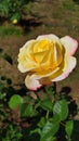 Blooming yellow rose with pink edge