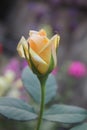 Blooming yellow Rose. Royalty Free Stock Photo