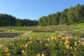 Blooming yellow roses in the flowerbeds in the Park.