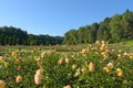 Blooming yellow roses in the flowerbeds in the Park.