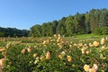 Blooming yellow roses in the flowerbeds in the Park.