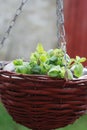 Blooming Yellow Spring Primulas in Pot Flower on Brick Wall Background. CloseUp flower in wooden pot. Royalty Free Stock Photo