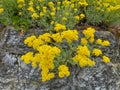 Blooming yellow springflower alyssum gmelinii in stonewall