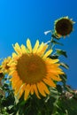 Blooming yellow sun flower on a field against blue sky Royalty Free Stock Photo