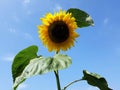 Blooming yellow sunflower, against blue sky. Royalty Free Stock Photo