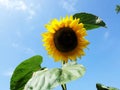 Blooming yellow sunflower, against blue sky. Royalty Free Stock Photo