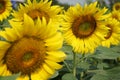 Blooming yellow sunflower, backyard planting decoration