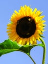 Blooming yellow sunflower with bees on blue sky background, pollination Royalty Free Stock Photo