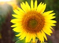 Blooming yellow sunflower closeup on background of green field Royalty Free Stock Photo