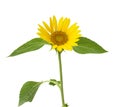 Blooming yellow sunflower with green leaves isolated on white background Royalty Free Stock Photo