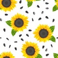 Blooming yellow sunflower, green leaves and seeds seamless pattern on a white background. Royalty Free Stock Photo