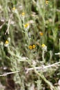 AMSINCKIA MENZIESII BLOOM - RED ROCK CP MRCA - 032621 D