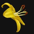 Blooming yellow tiger lily flower on a black background Royalty Free Stock Photo