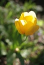 Blooming yellow tulip in green garden in blurry sunny spring Royalty Free Stock Photo