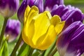 Blooming Yellow Tulip with Purple Tulips Surrounding it in Springtime Royalty Free Stock Photo