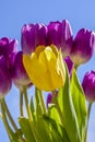 Blooming Yellow Tulip with Purple Tulips Surrounding it in Springtime Royalty Free Stock Photo