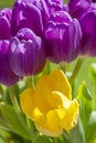 Blooming Yellow Tulip with Purple Tulips Surrounding it in Springtime Royalty Free Stock Photo