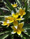 Blooming yellow tulips in the spring against the background of green leaves Royalty Free Stock Photo