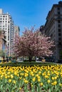 Yellow Tulips on Park Avenue during Spring on the Upper East Side of New York City