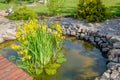 Blooming yellow water iris on surface of water