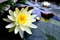 Blooming yellow waterlily on the surface of the pound
