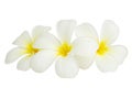 Blooming yellow - white frangipani or plumeria rubra flowers on white background Royalty Free Stock Photo