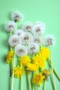 Blooming yellow and white ripened dandelion flowers on a green background