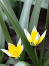 Blooming yellow wild tulips in the flowerbed