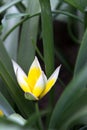 Blooming yellow wild tulips in the flowerbed Royalty Free Stock Photo