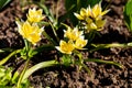 Blooming yellow wild tulips. Wild tulipa Tarda Dasystemon.flowers in the park, wild tulips, flowerbed.Beautiful bouquet Royalty Free Stock Photo