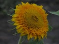 Blooming yellow young sunflower seedless flower