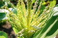 Blooming young corn in the sun