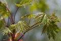 Blooming young maple leaves. The first brilliant foliage. Spring natural green background. Awakening of nature. Ecology. Unfold